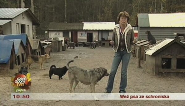 Weź psa ze schroniska