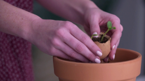 Jak przygotować sadzonki w skorupkach jaj? DIY Świeże zioła w twojej kuchni na co dzień!